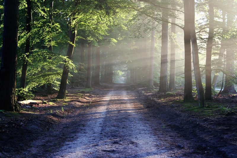 Whimsical Woodland