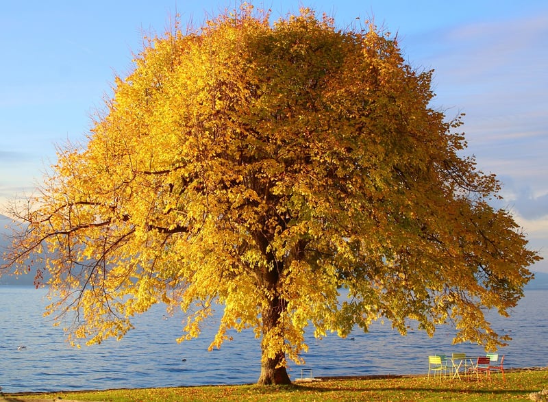 Nature's Charm